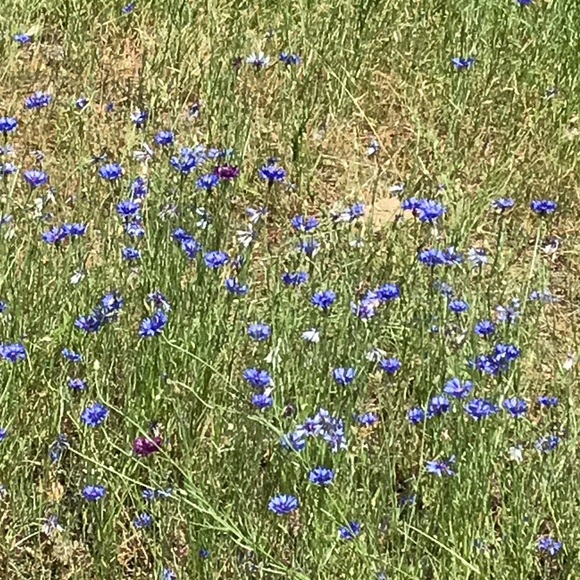 Meet your Posher - Picture 2 of 2